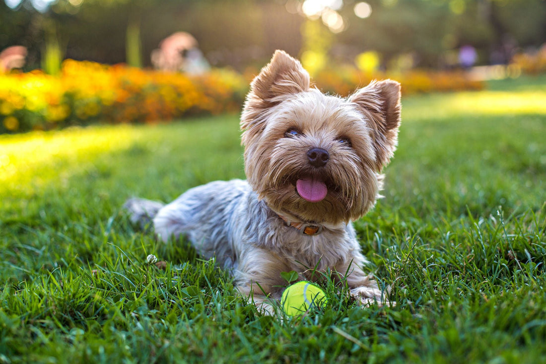 Keeping Dogs Safe in Warm Weather: What Every Owner Needs to Know