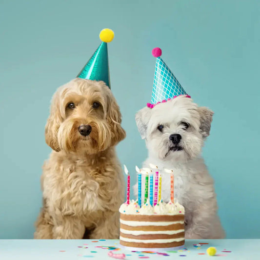 How to Make Your Dog’s Birthday Unforgettable