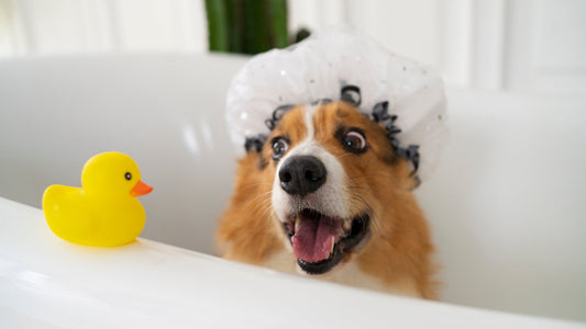 How Often Should You Really Bathe Your Dog?