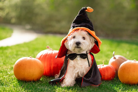 How to Keep Your dog Happy and Safe in the run-up to Halloween