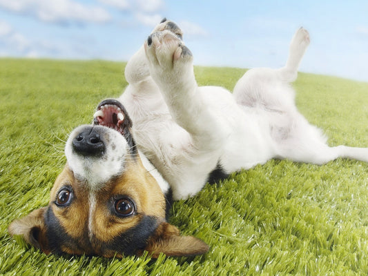 5 Things You Can do to Make Your Dog's Day