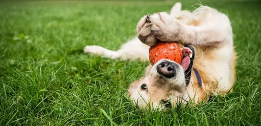 5 Signs Your Dog Could Use a Bit More Playtime