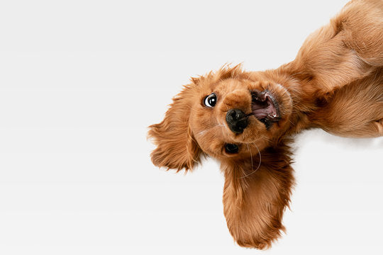 How To Keep Your Dog Happy When You're Busy