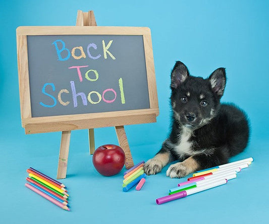 Back to School Blues: Helping Your Dog Adjust