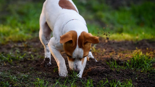 Why Dogs Bury Their Toys (And What it Means For You)