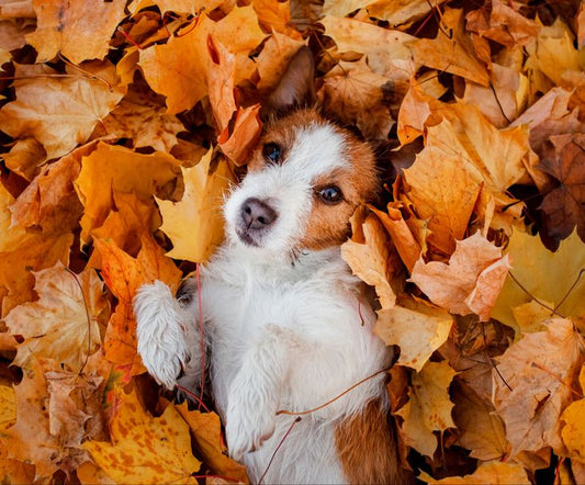 Autumn Hazards Every dog Owner Should Know