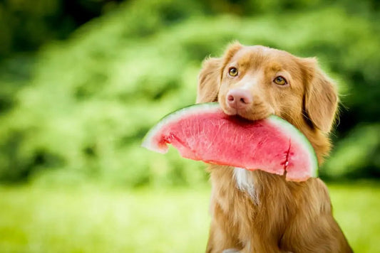 Can My Dog Eat That? A Guide to Dog-Safe Human Foods